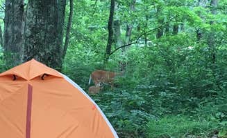 Stephen K.'s photo at Mathews Arm Campground — Shenandoah National Park near Chester Gap, VA