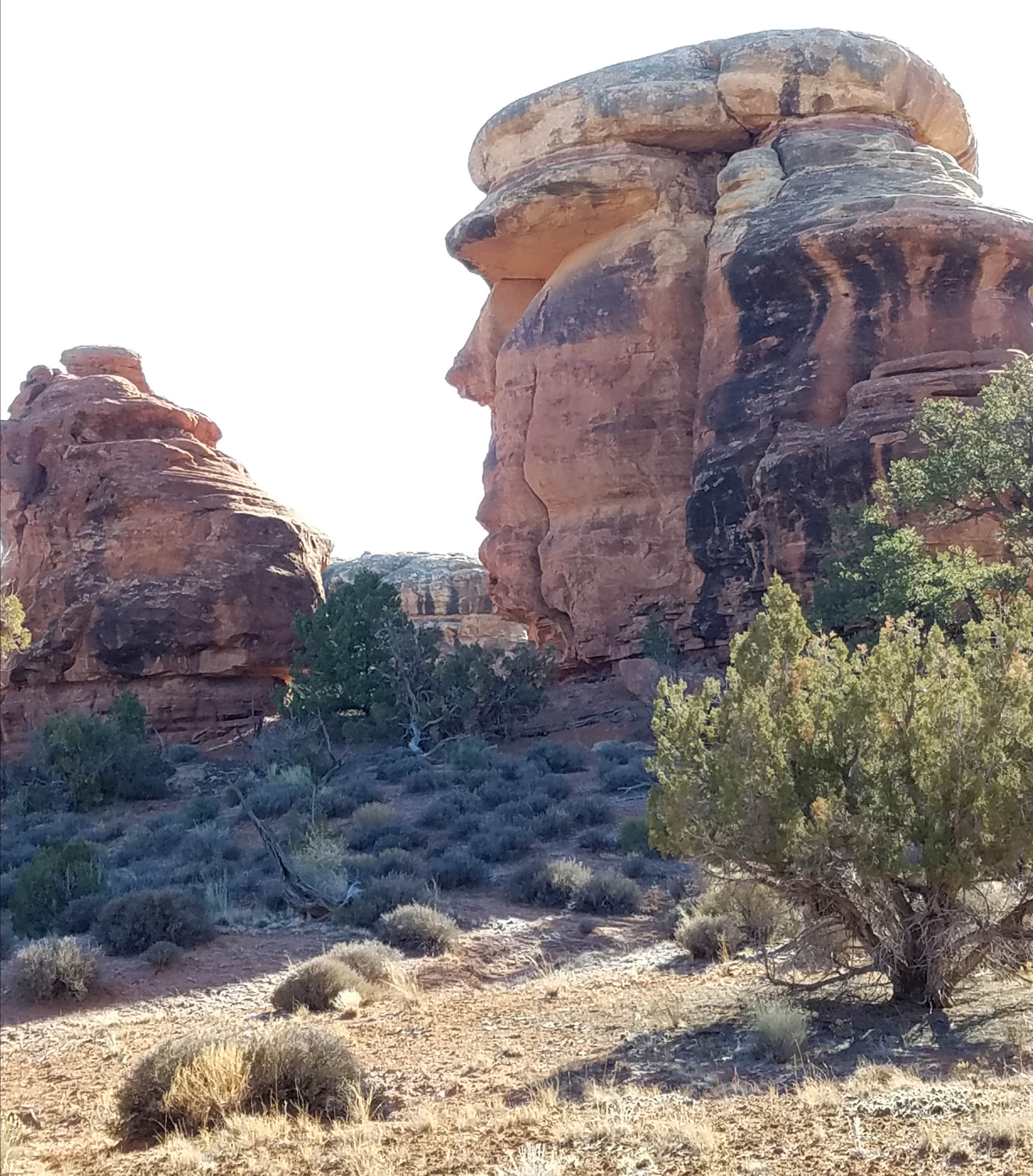 Camper submitted image from Split Top Group Campsite — Canyonlands National Park - 4