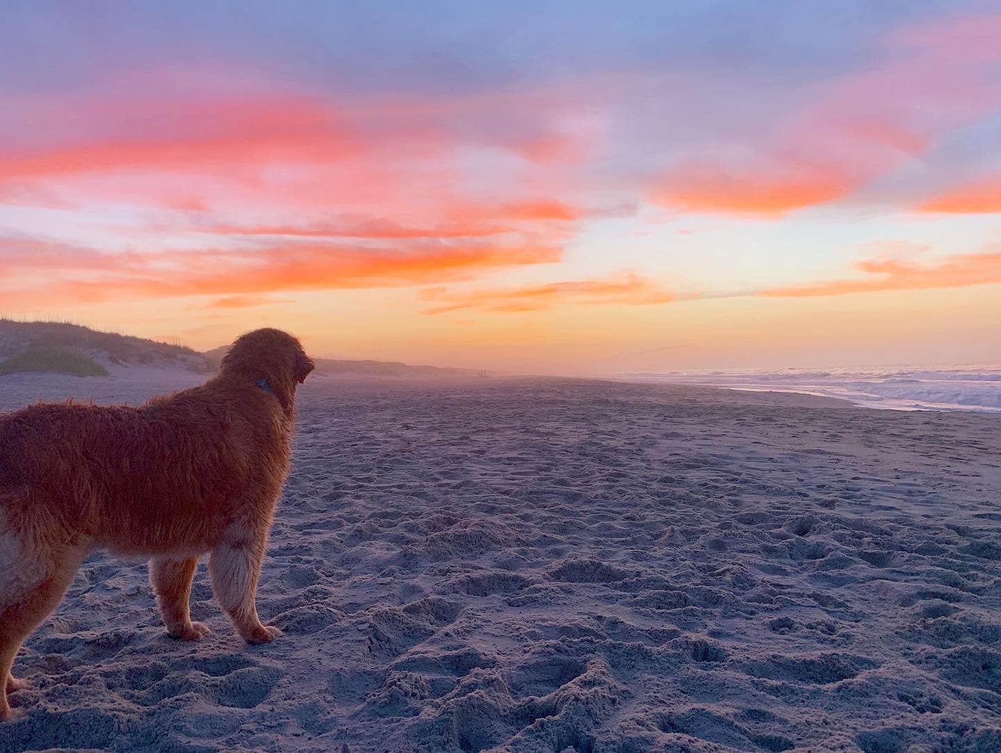 Todd S.'s photo of camping with pets at Ocracoke Campground — Cape Hatteras National Seashore near Gloucester, NC