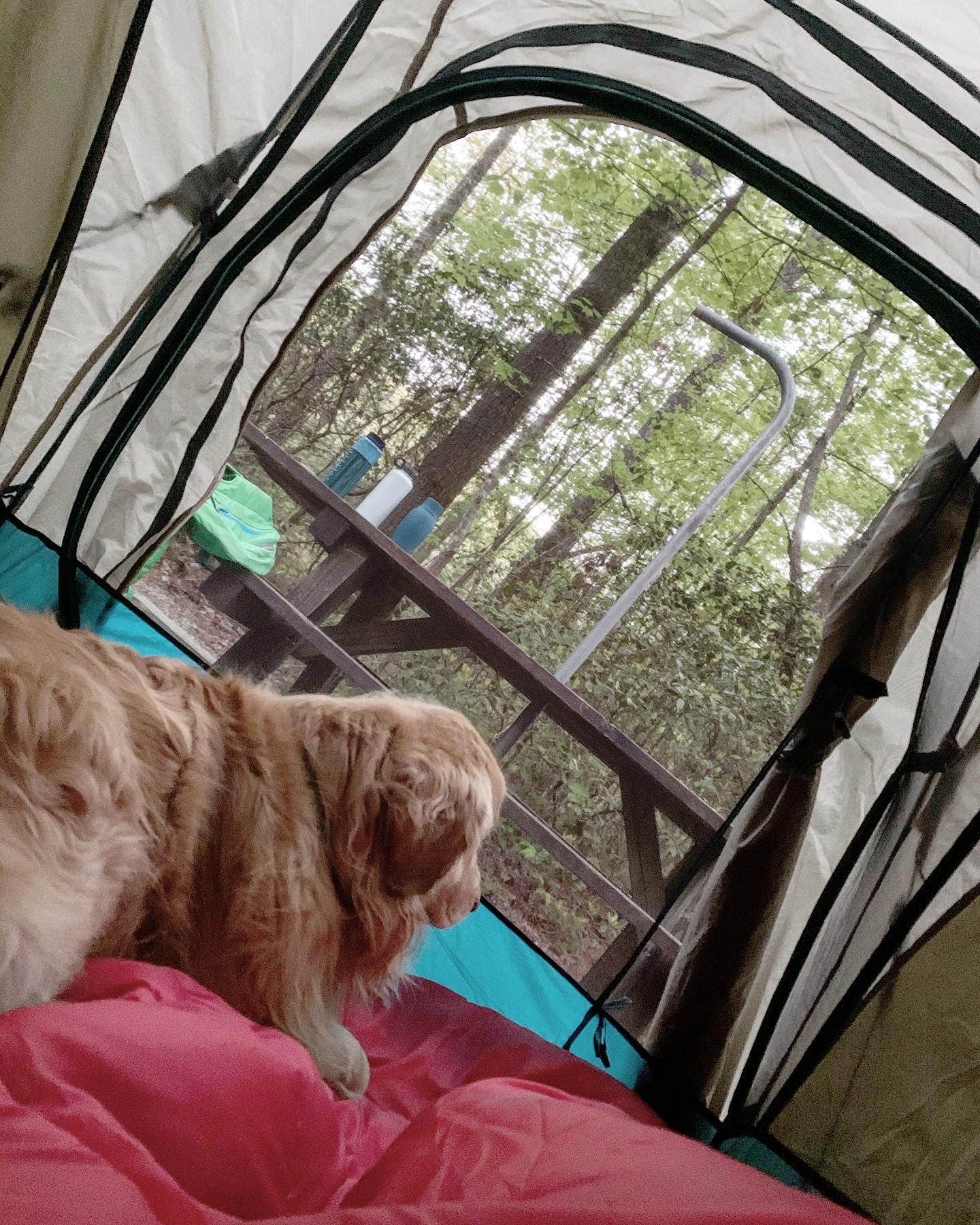 Todd S.'s photo at Gorges State Park Campground near Rosman, NC