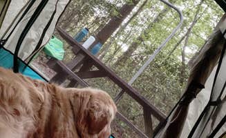 Todd S.'s photo at Gorges State Park Campground near Cashiers, NC