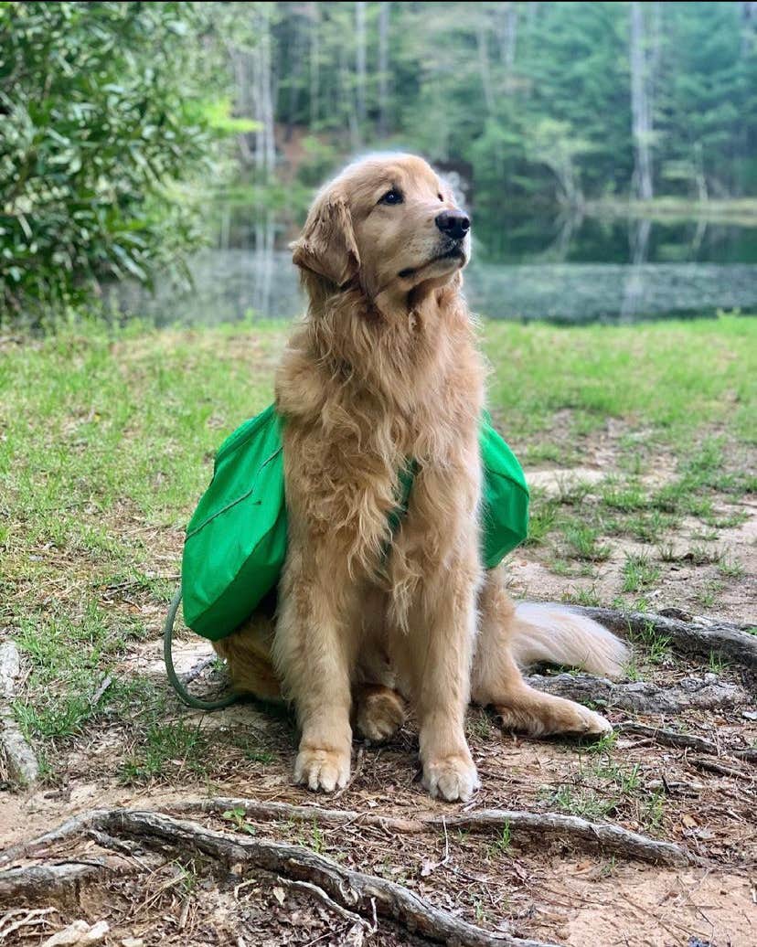 Todd S.'s photo of camping with pets at Gorges State Park Campground near Sunset, SC