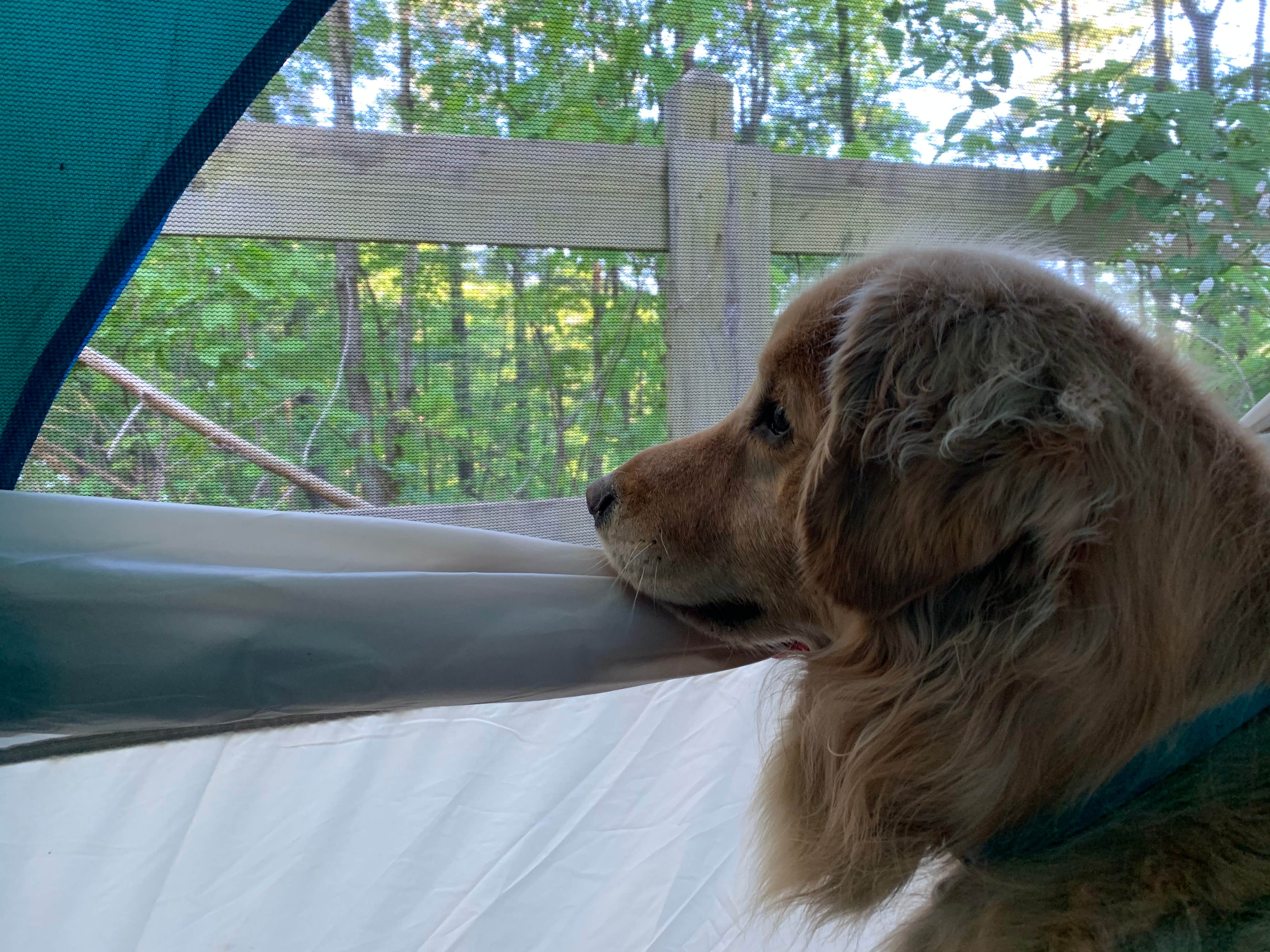 Todd S.'s photo of camping with pets at Catawba River — Lake James State Park near Pinehurst, NC