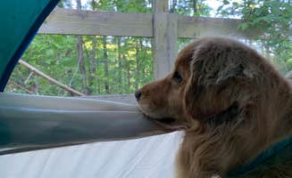 Todd S.'s photo of camping with pets at Catawba River — Lake James State Park near Pinehurst, NC