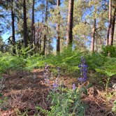 Review photo of Pumphouse Wash (FR 237) Dispersed Camping Area by Alex S., June 24, 2021