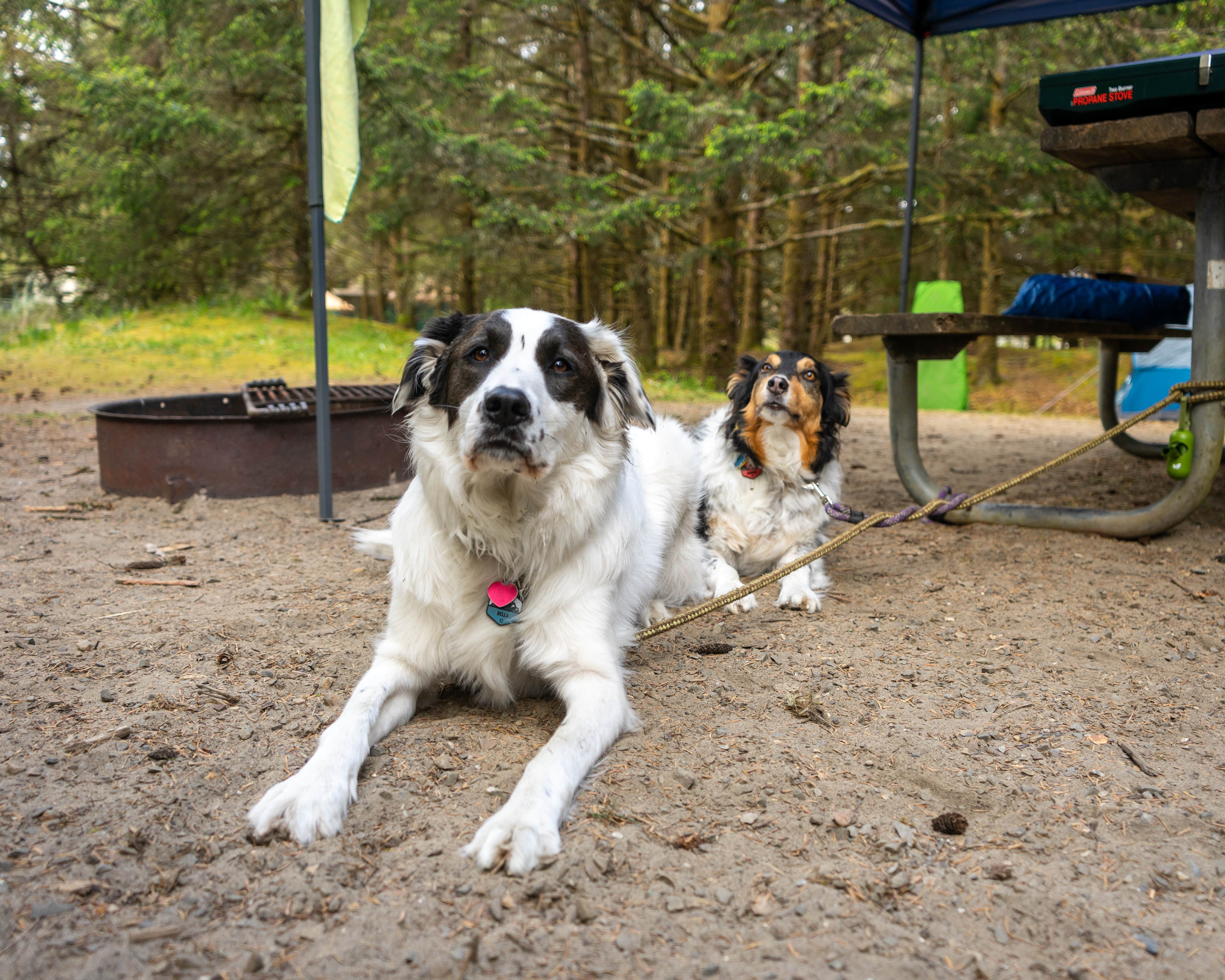 Nicole's photo of camping with pets at Cape Disappointment State Park Campground near Chinook, WA
