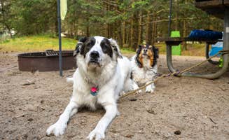 Nicole's photo of camping with pets at Cape Disappointment State Park Campground near Astoria, OR
