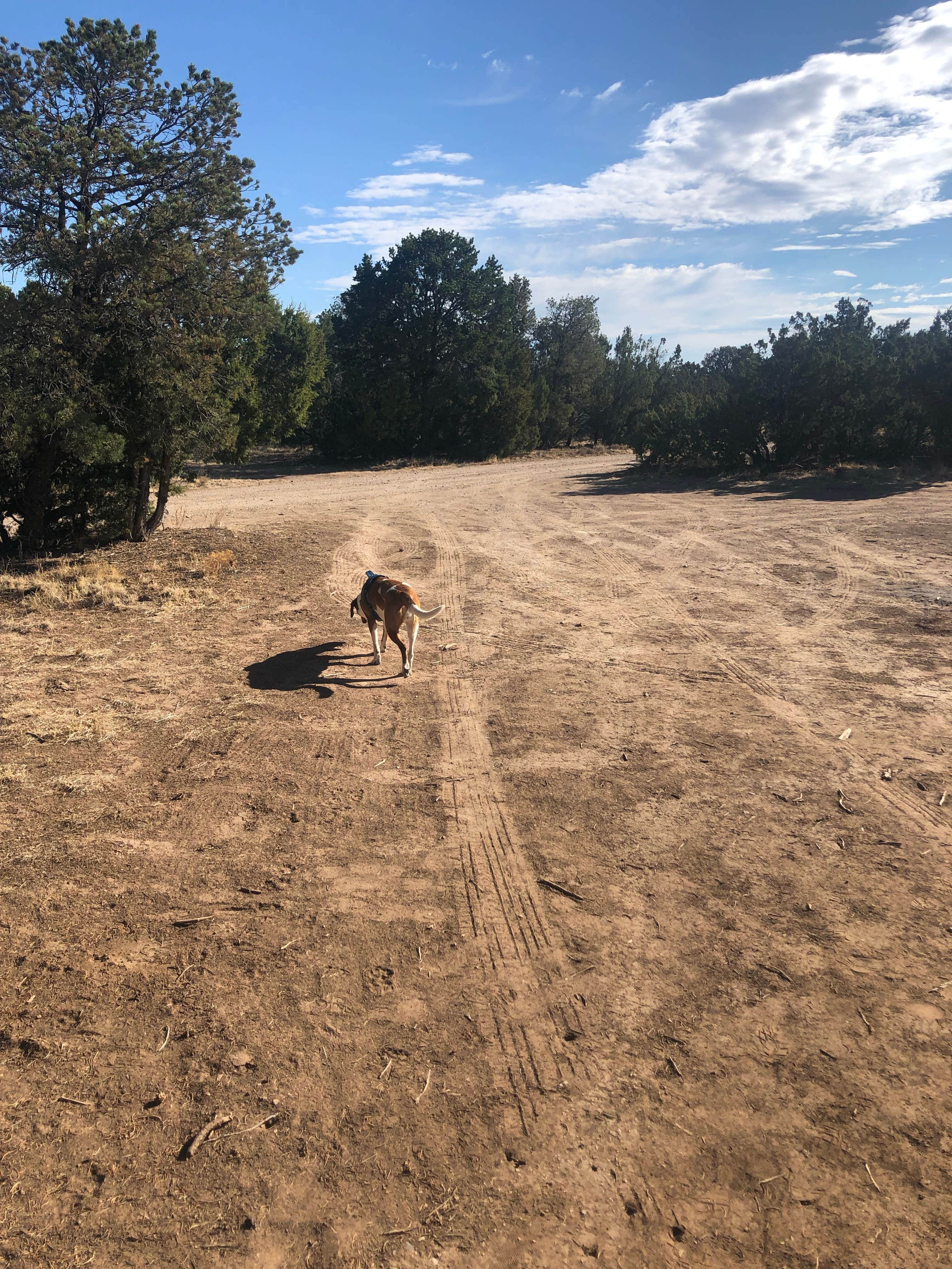 Camper submitted image from Torrance County Park Primitive Camping - 3