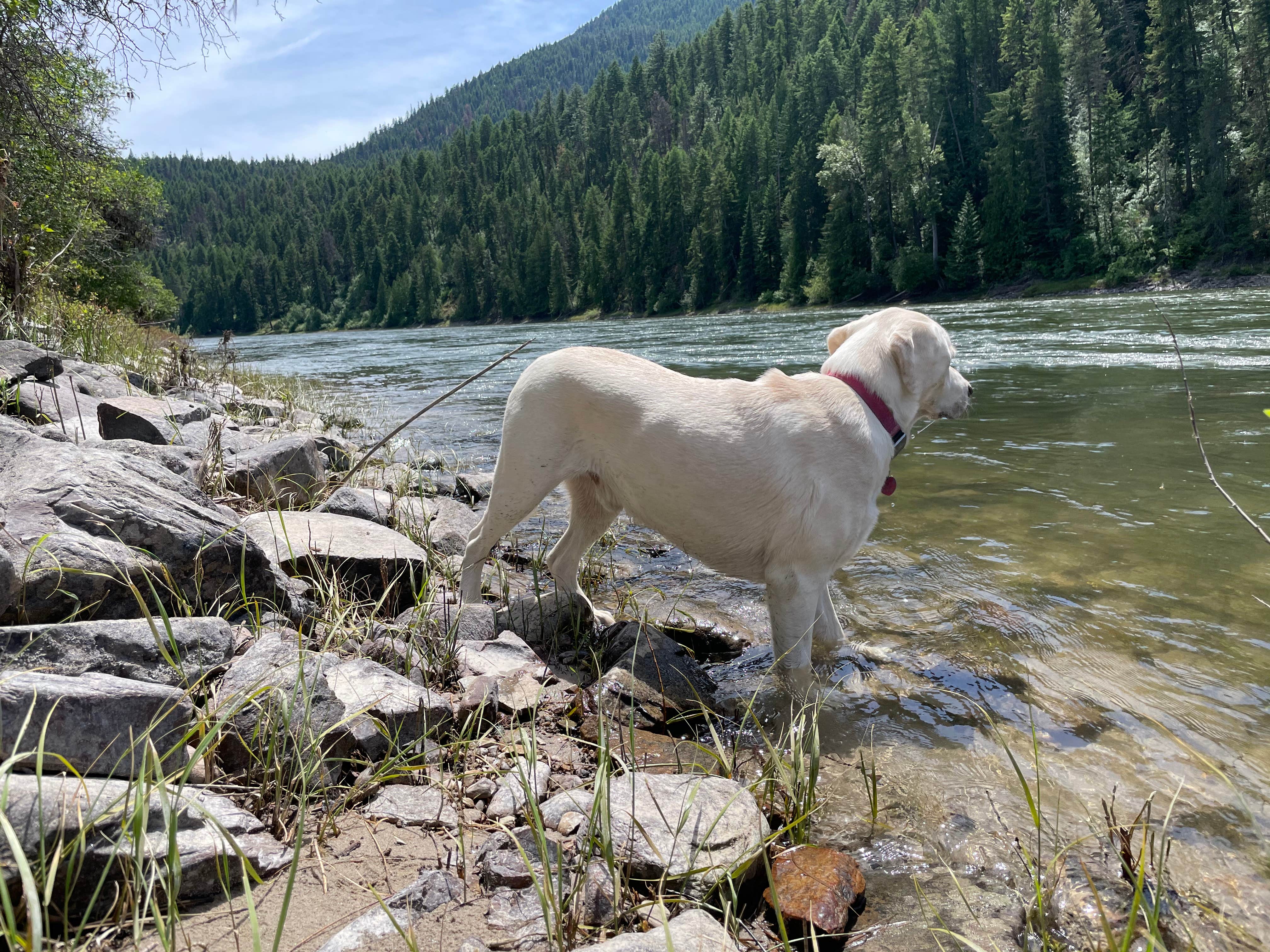 Jessica's photo of camping with pets at National Forest Recreation Area - Peninsula near Plains, MT