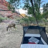 Review photo of South Campground — Zion National Park by Megan H., June 25, 2021