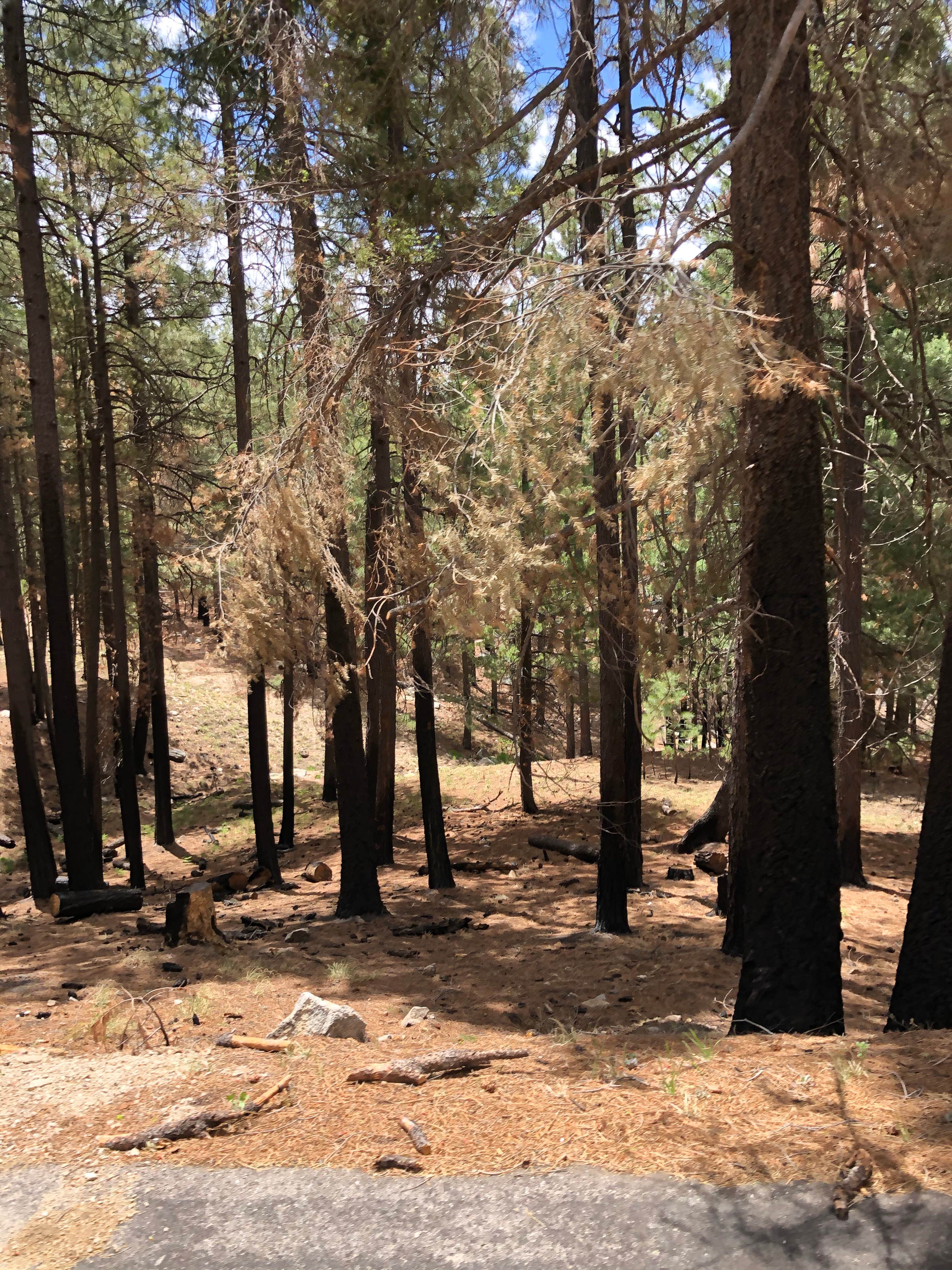 Camper-submitted photo at Coronado National Forest Whitetail Group Site near Marana, AZ