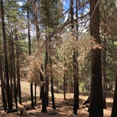 Review photo of Coronado National Forest Whitetail Group Site by Candy P., June 25, 2021