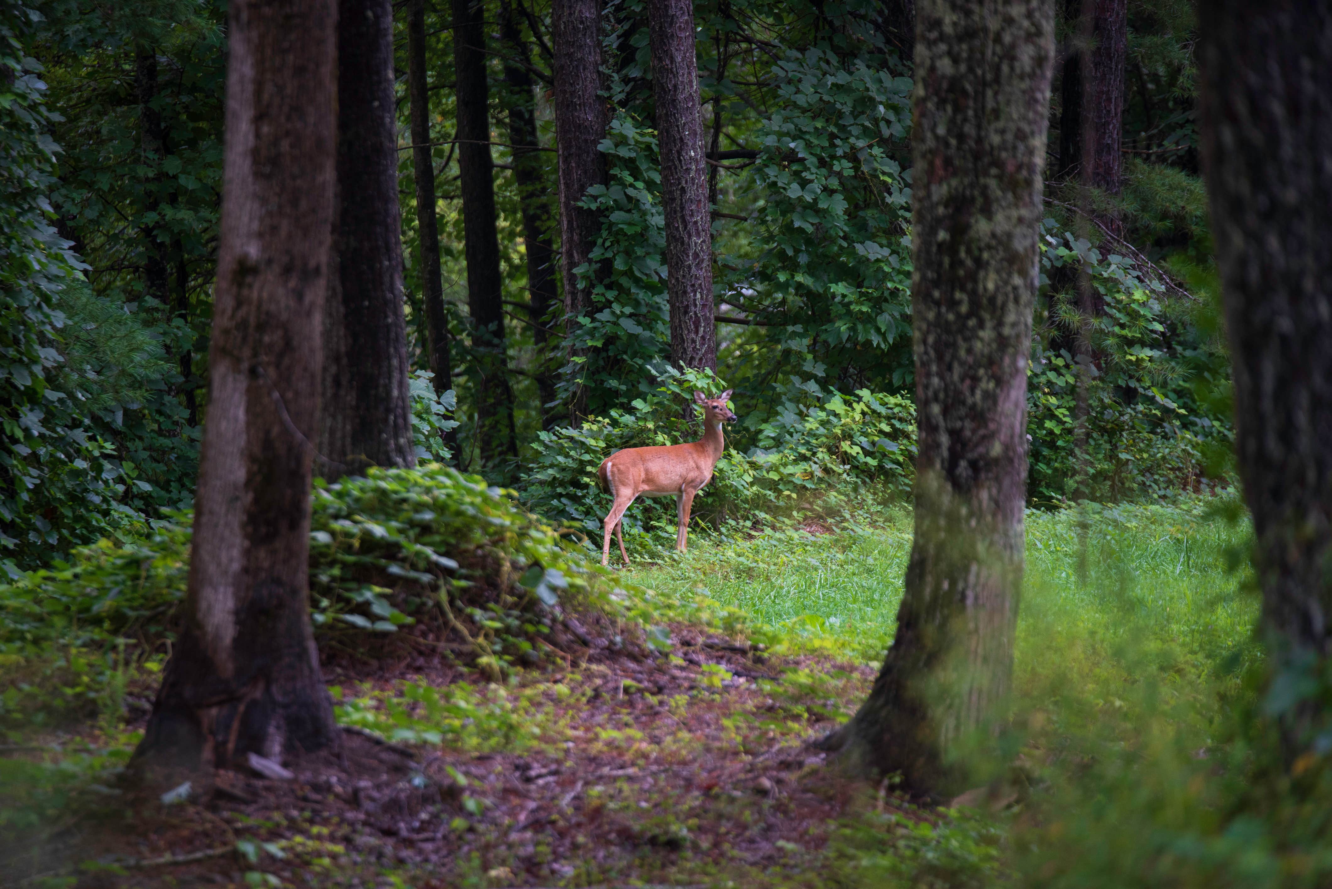 Camper submitted image from Basecamp at Camp Mountain Lake Retreats - PERMANENTLY CLOSED - 1