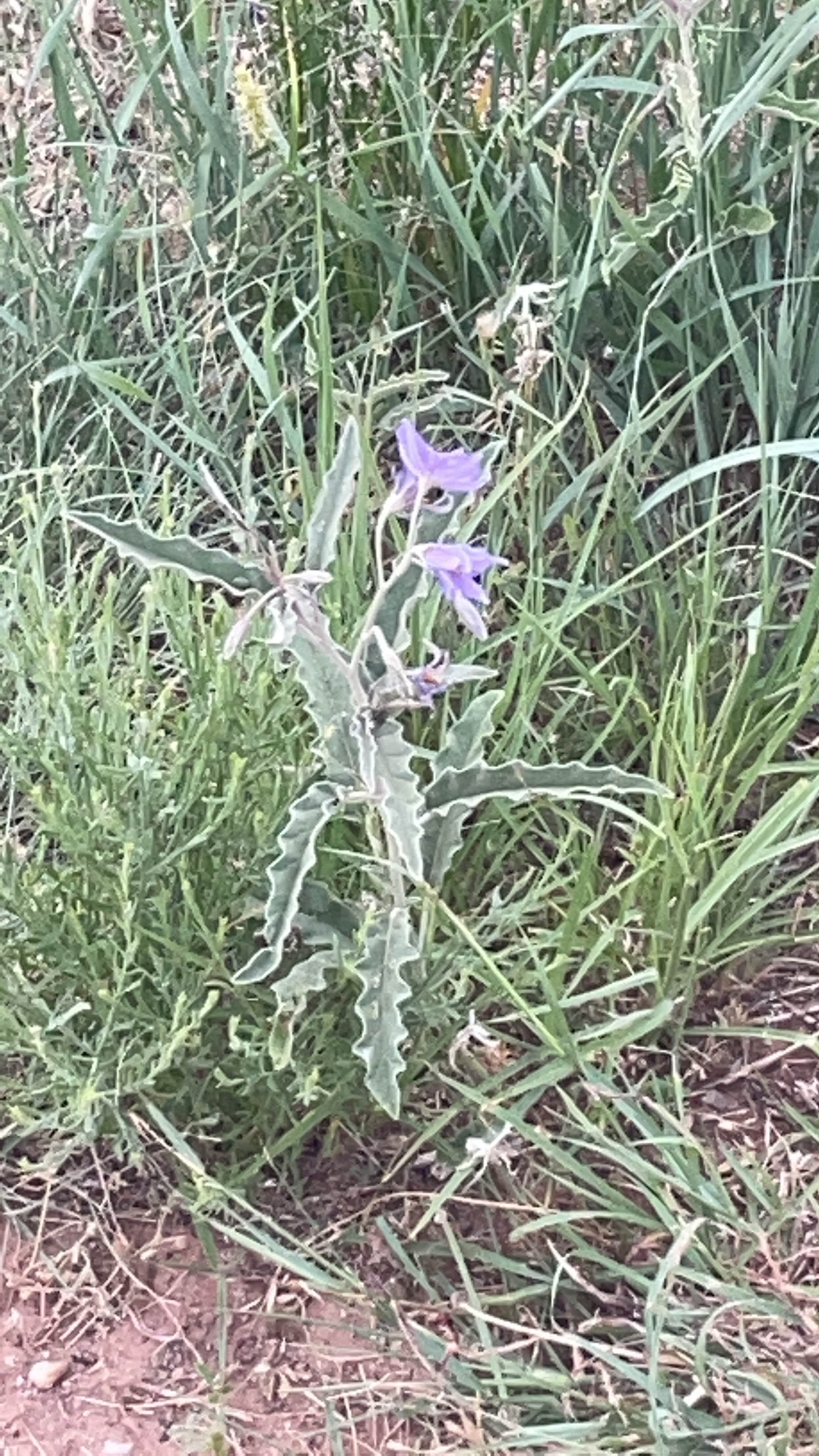Camping near Logan Park — Ute Lake State Park: New Cottonwood — Ute Lake State Park, Logan, New Mexico