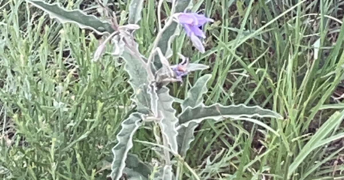 New Cottonwood — Ute Lake State Park