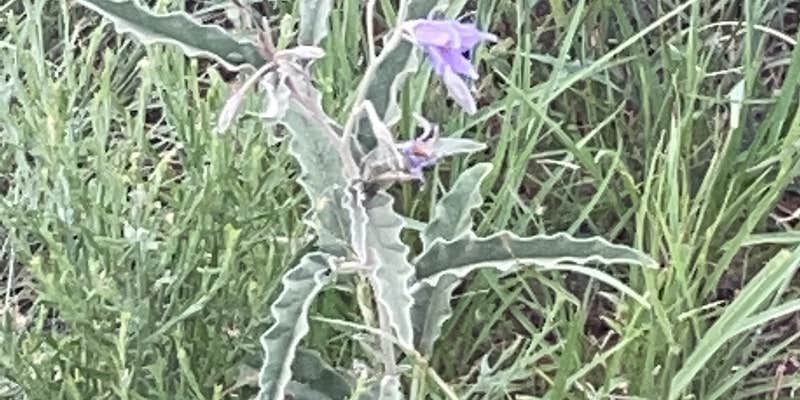 Camper submitted image from New Cottonwood — Ute Lake State Park