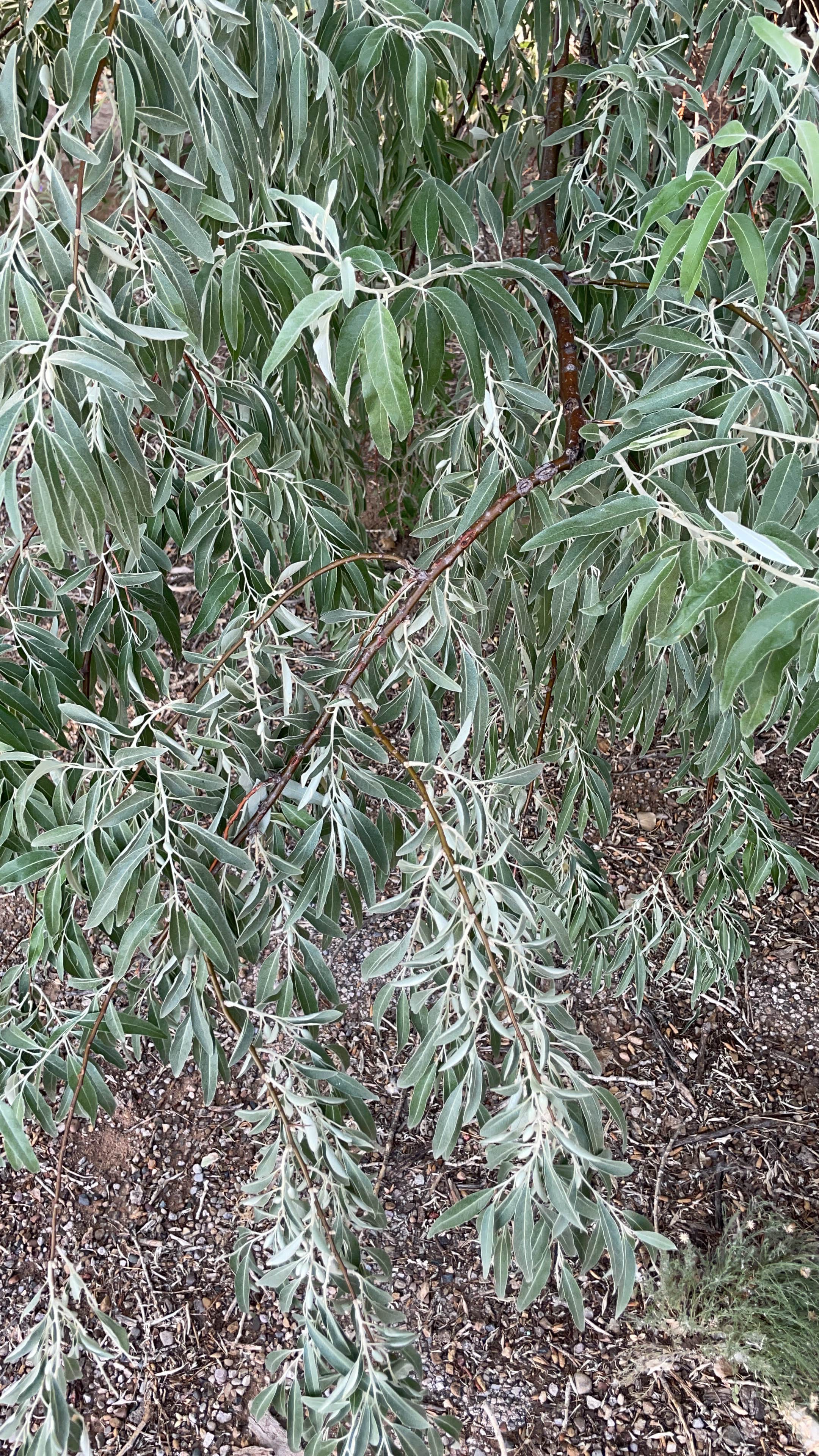 Camper-submitted photo at New Cottonwood — Ute Lake State Park near Tucumcari, NM