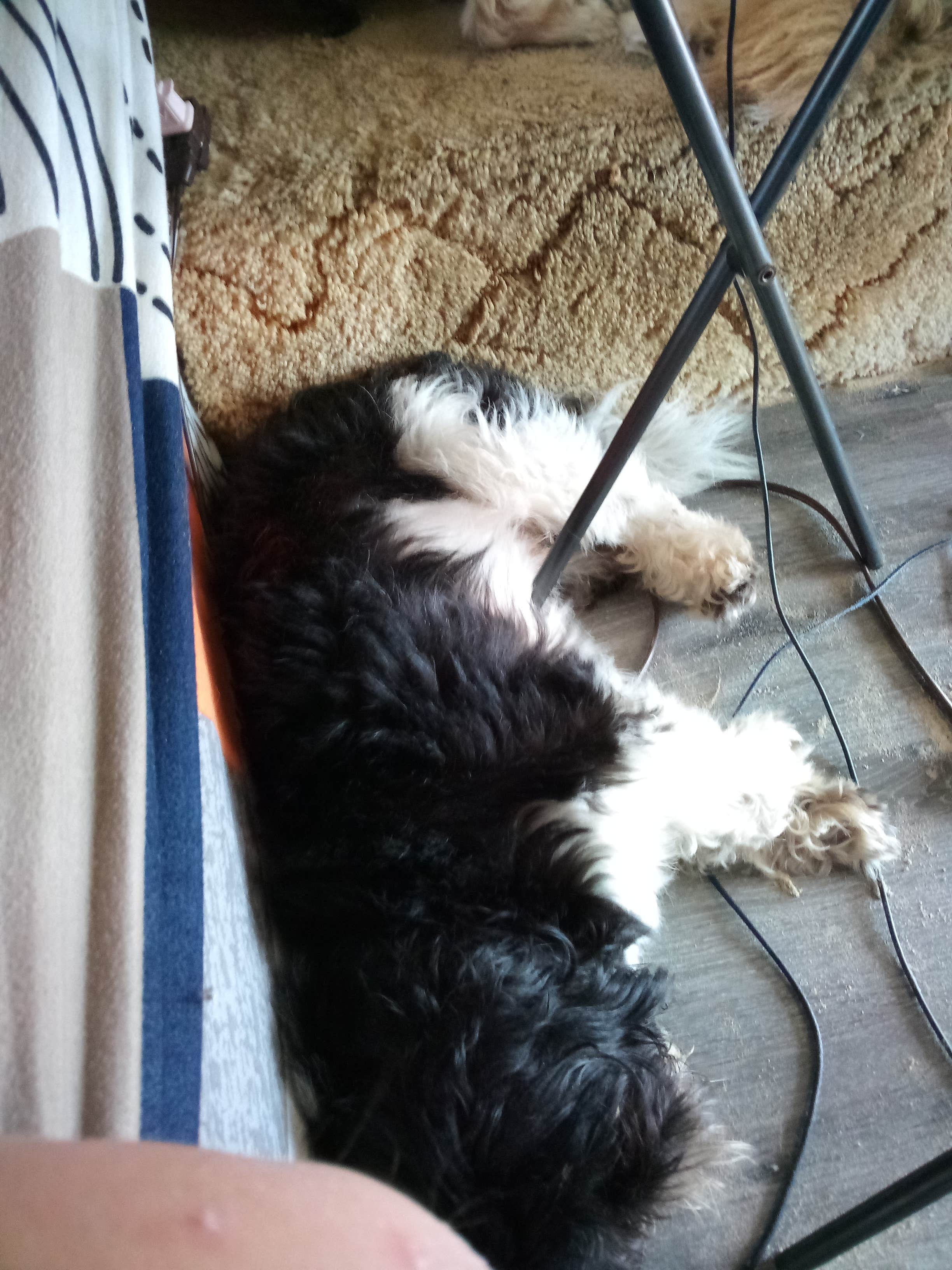 JP A.'s photo of camping with pets at Bolivar Flats Dispersed Camping near Anahuac, TX