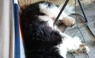 JP A.'s photo of camping with pets at Bolivar Flats Dispersed Camping near Galveston, TX