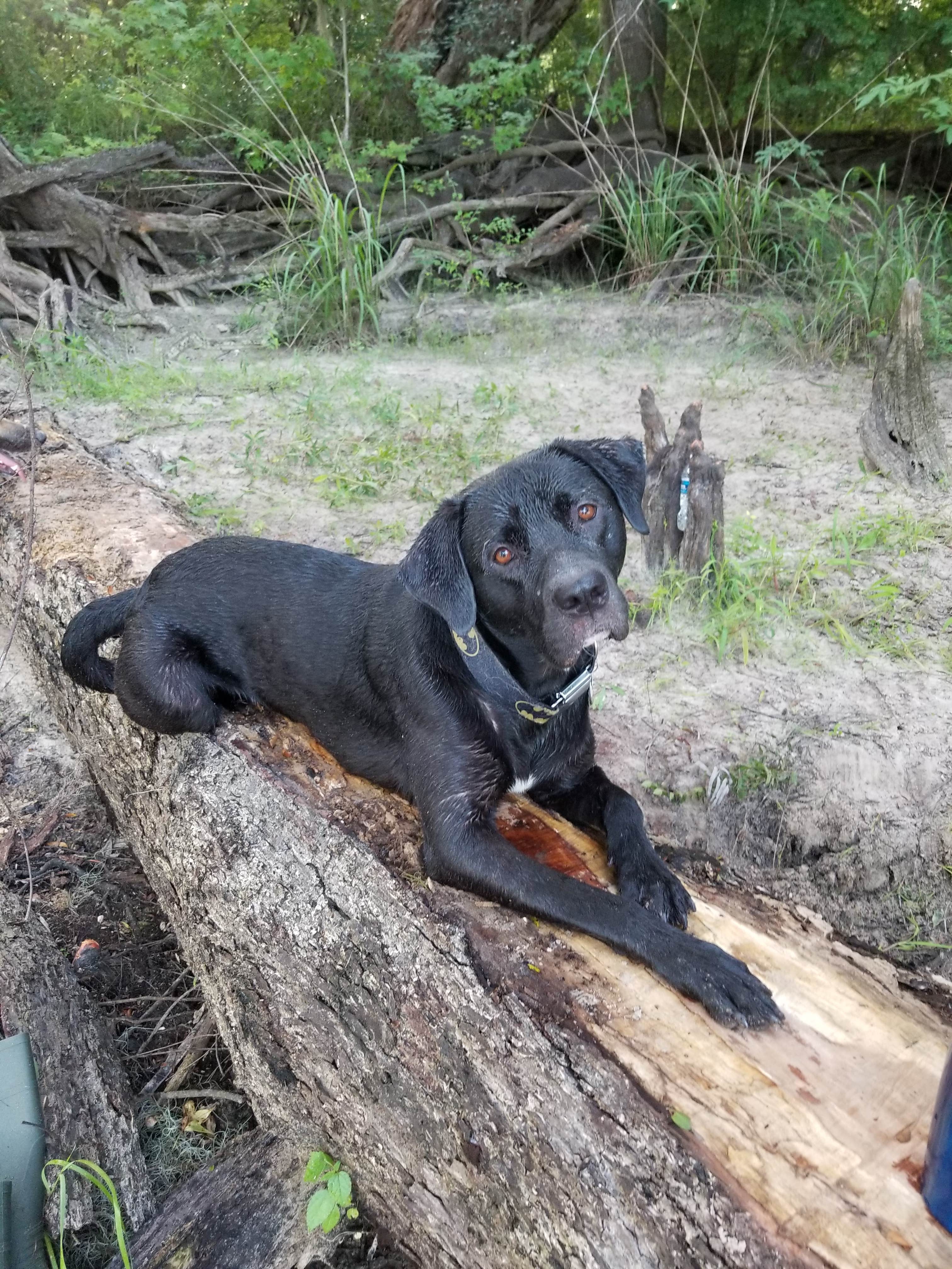 Ken C.'s photo of camping with pets at Ken's Kamps near Bell, FL