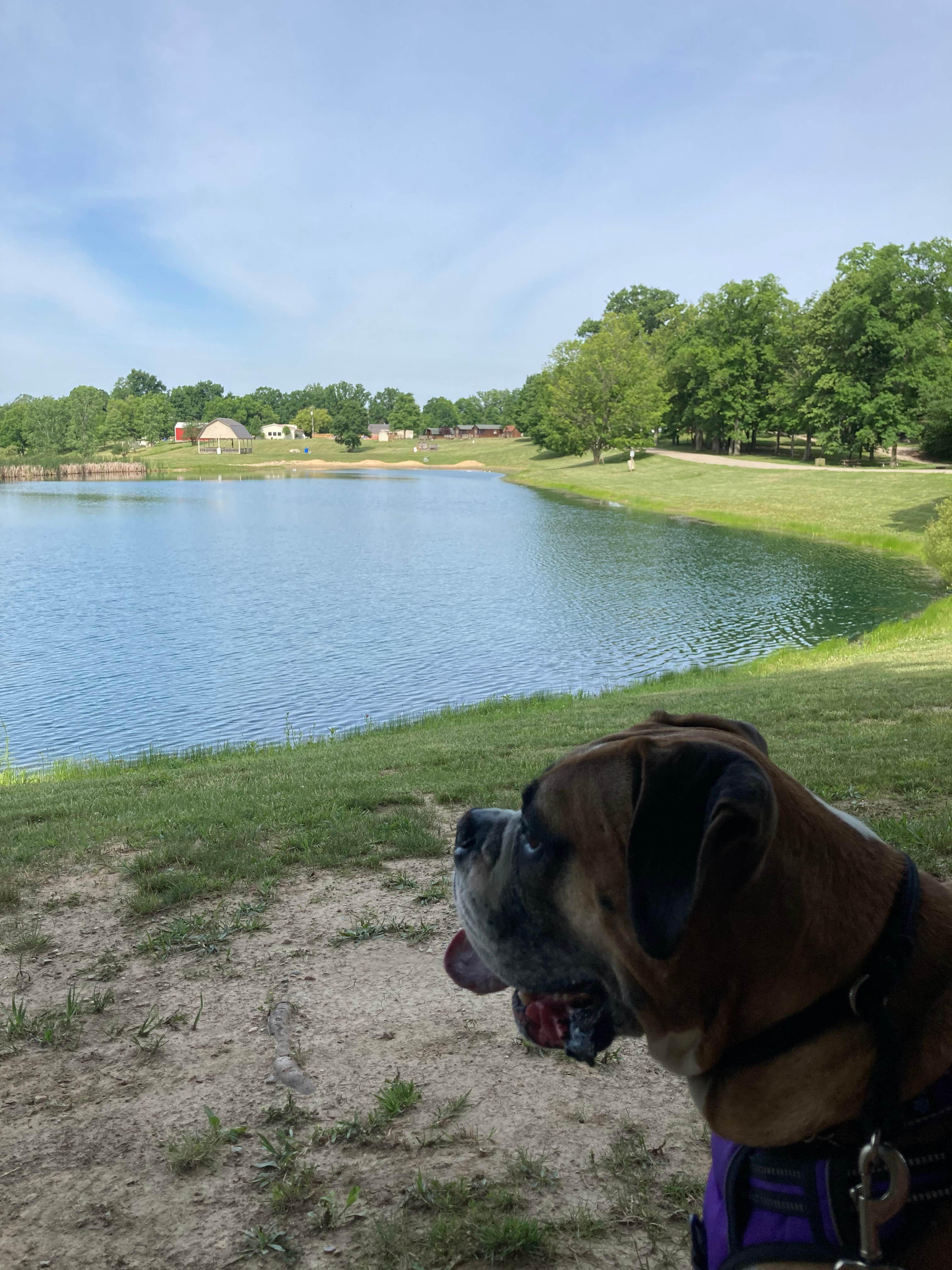 Camper-submitted photo at Loveberry's Funny Farm Campground near Fayette, OH