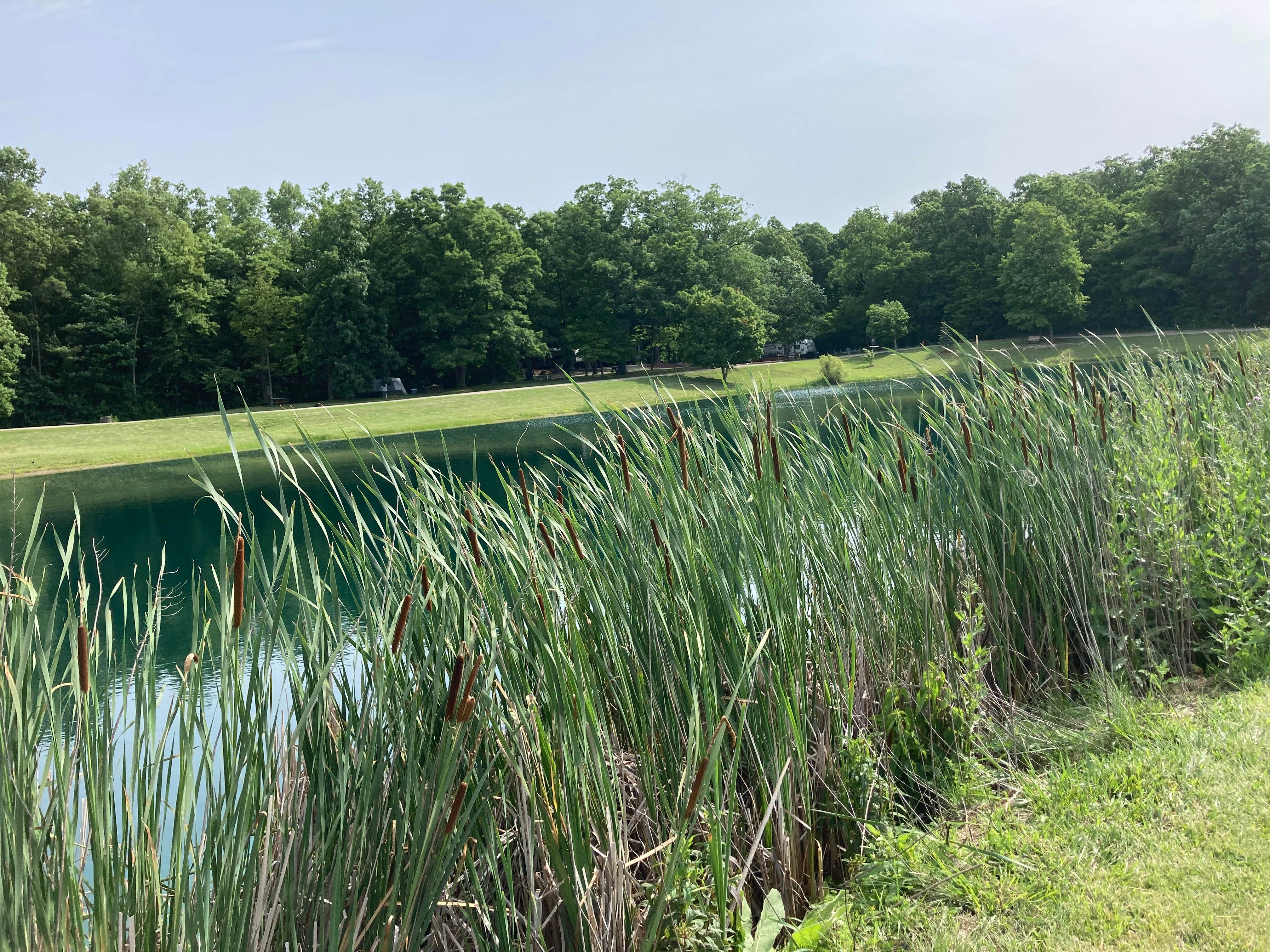 Camper-submitted photo at Loveberry's Funny Farm Campground near Fayette, OH