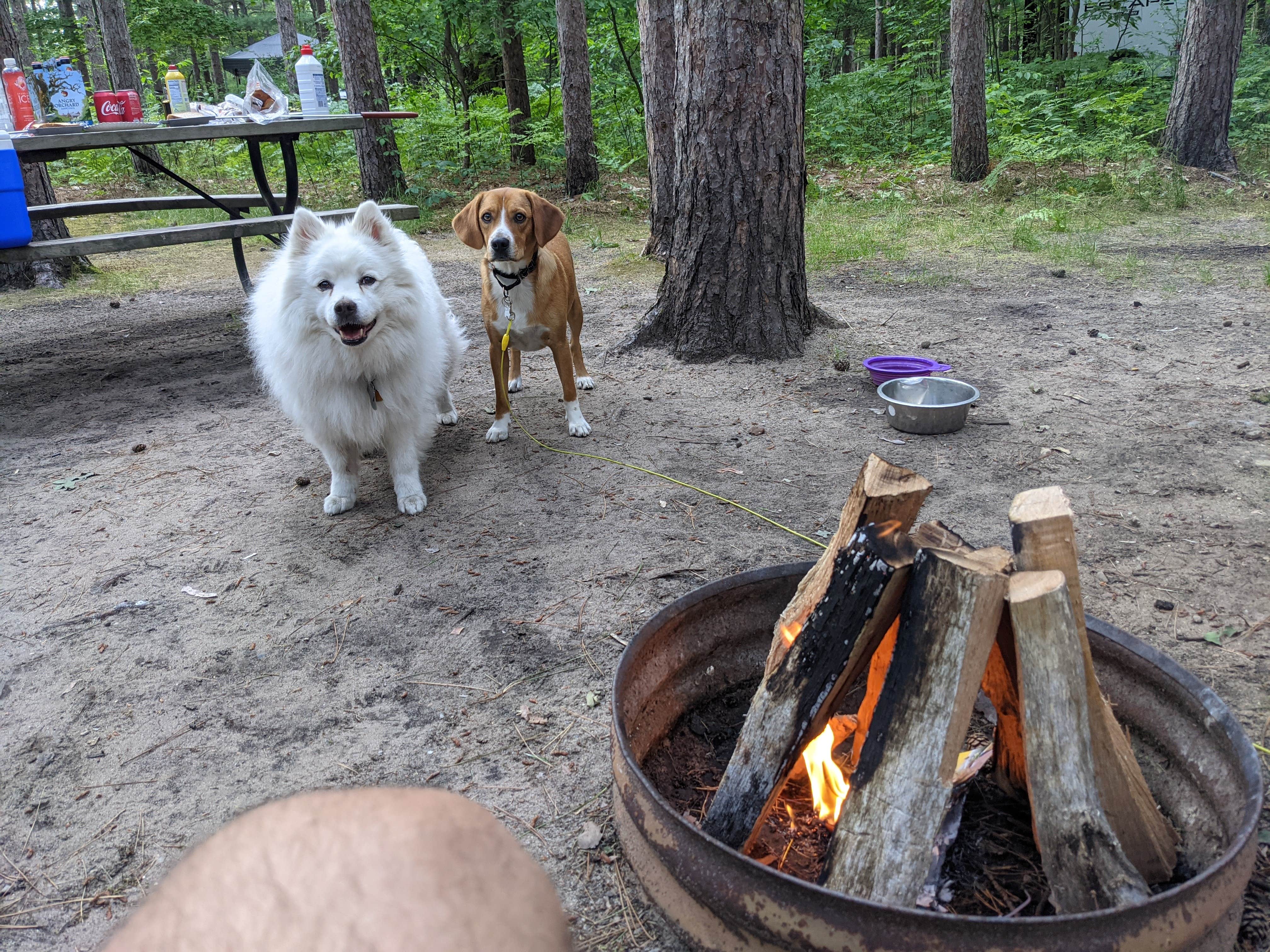 Jon S.'s photo of camping with pets at Twin Oaks RV Campground and Cabins near Huron-Manistee National Forests