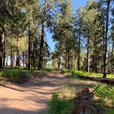 Review photo of Lockett Meadow Dispersed Camping by Alex S., June 25, 2021