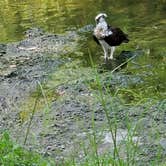 Review photo of Thousand Trails Peace River by Thomas E., June 25, 2021