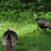 Review photo of Mammoth Cave Campground — Mammoth Cave National Park by Megan B., July 17, 2016