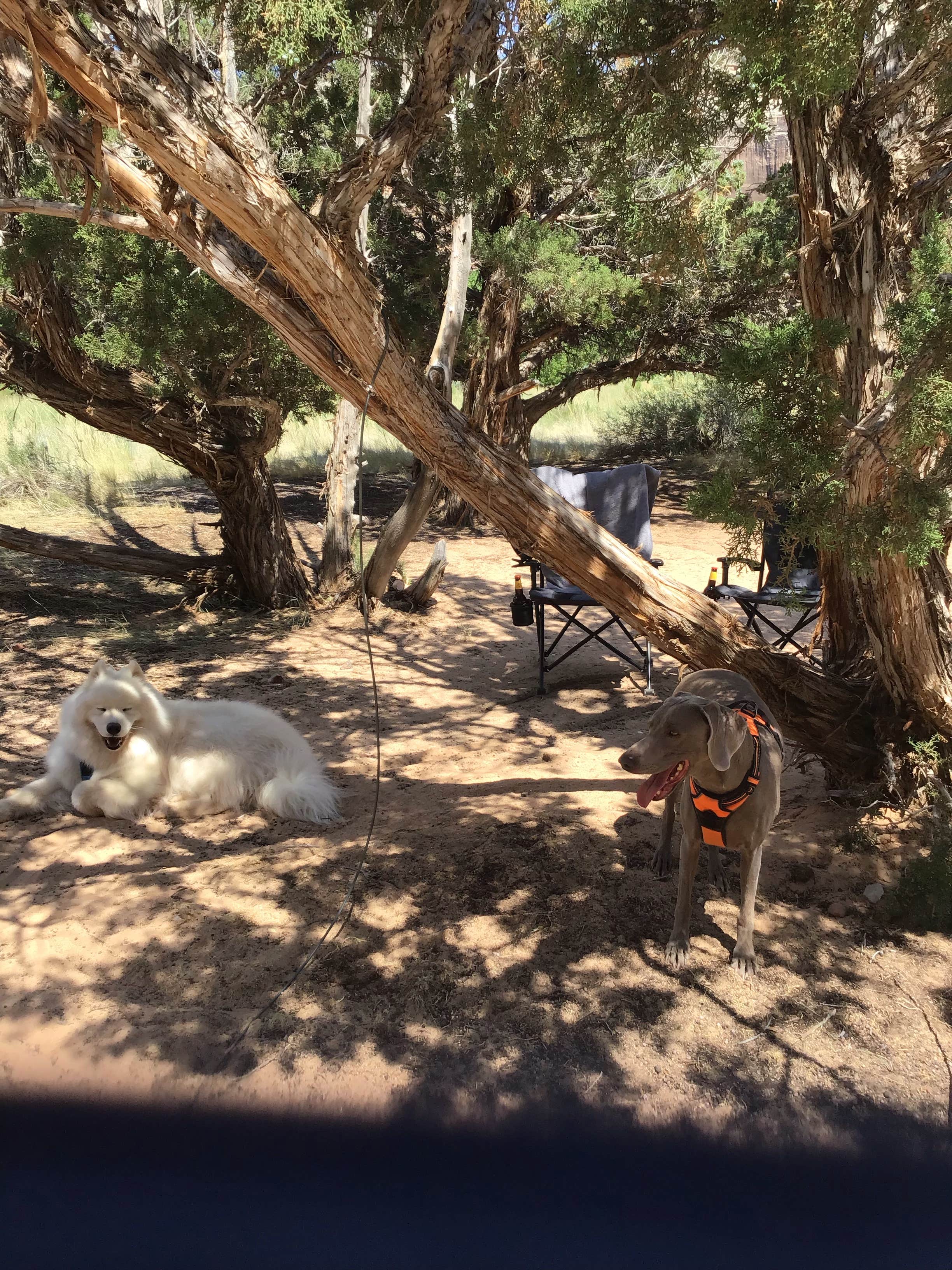 Bryan P.'s photo of camping with pets at Steamboat Rock Campground near Palisade, CO