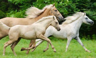 Rene's photo of camping with a horse at Epona Place Ranch near Ouachita Lake