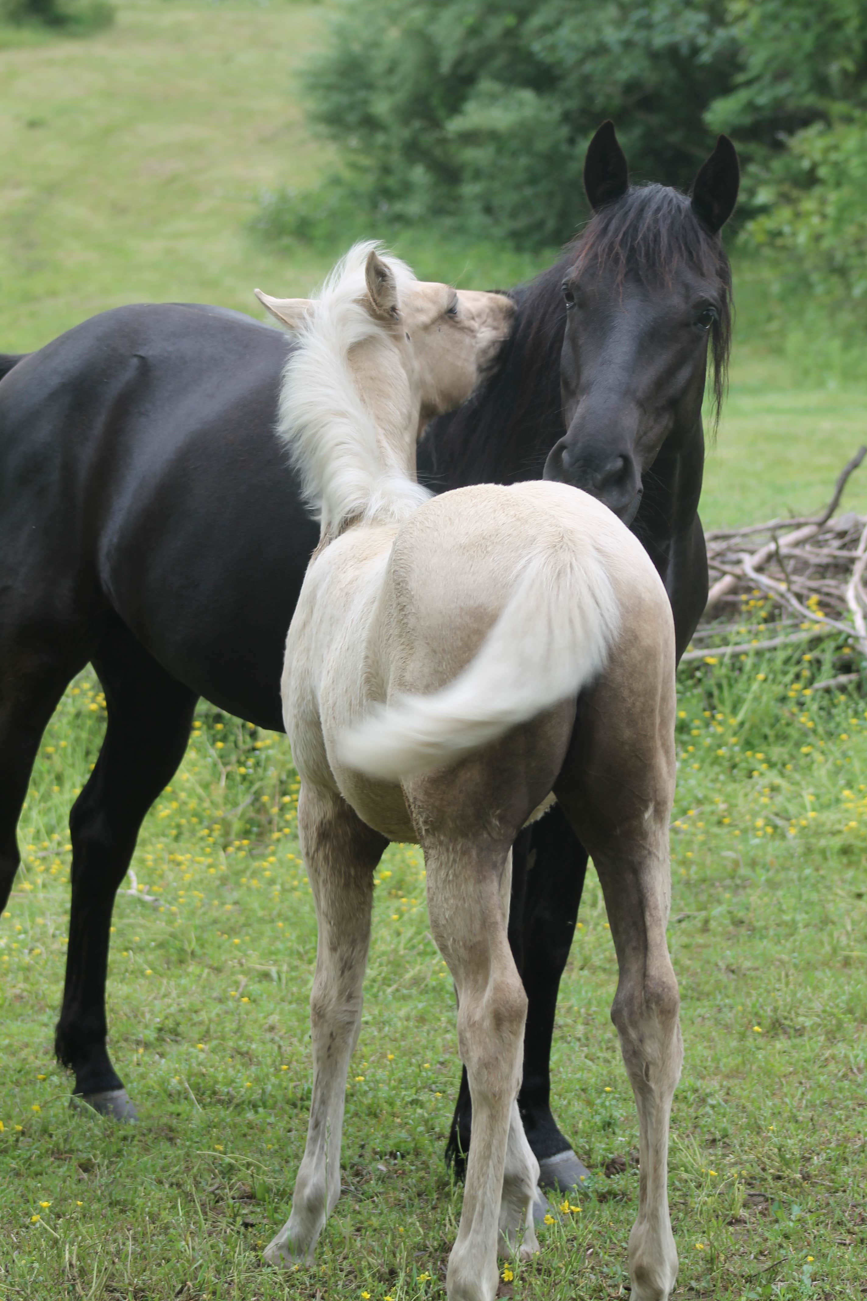 Rene's photo of camping with a horse at Epona Place Ranch near Mena, AR