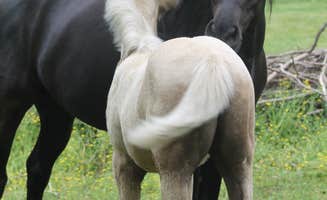 Rene's photo of camping with a horse at Epona Place Ranch near Dierks, AR