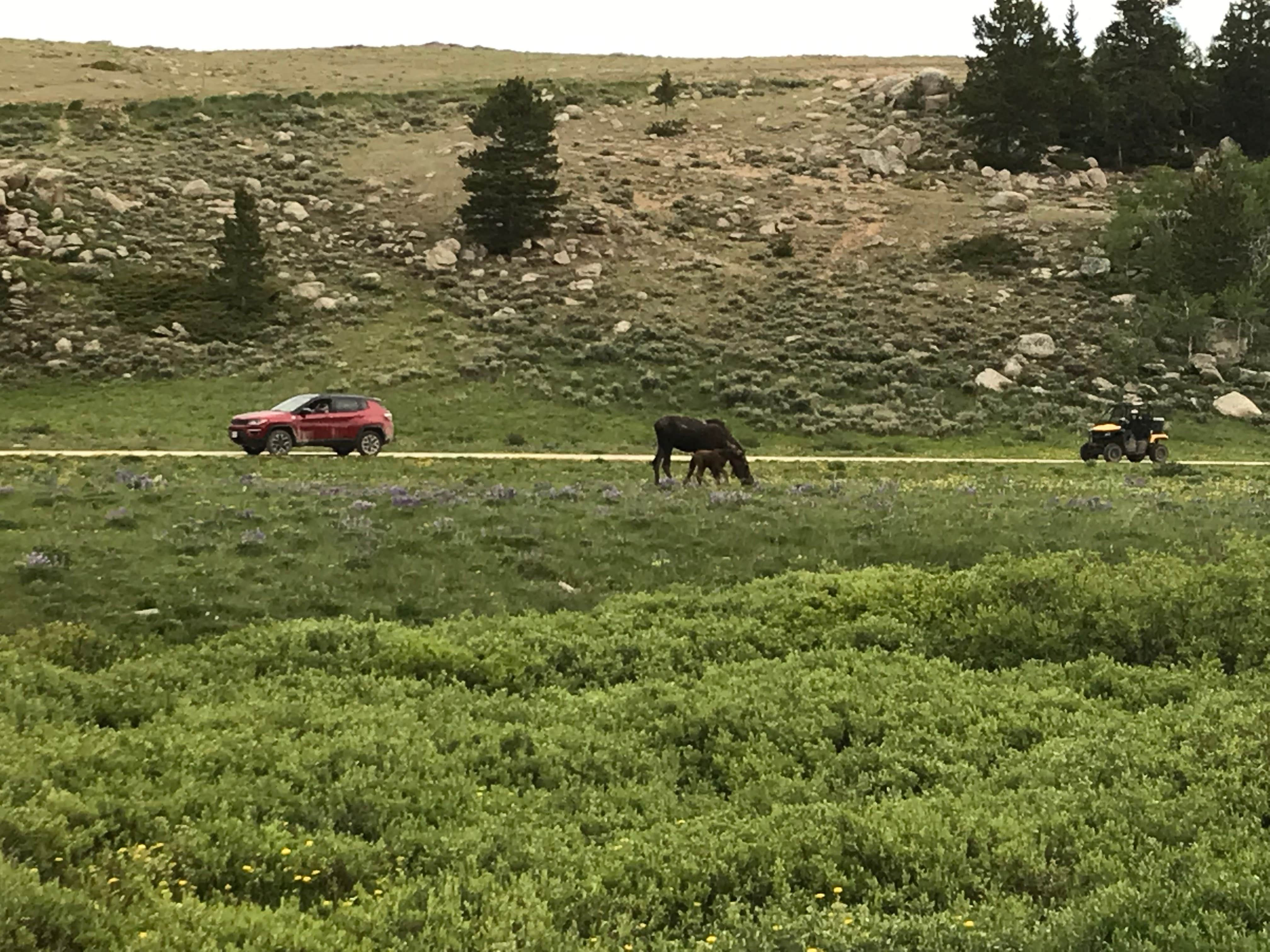 Camping near Five Springs Falls Campground: North Tongue, Wolf, Wyoming