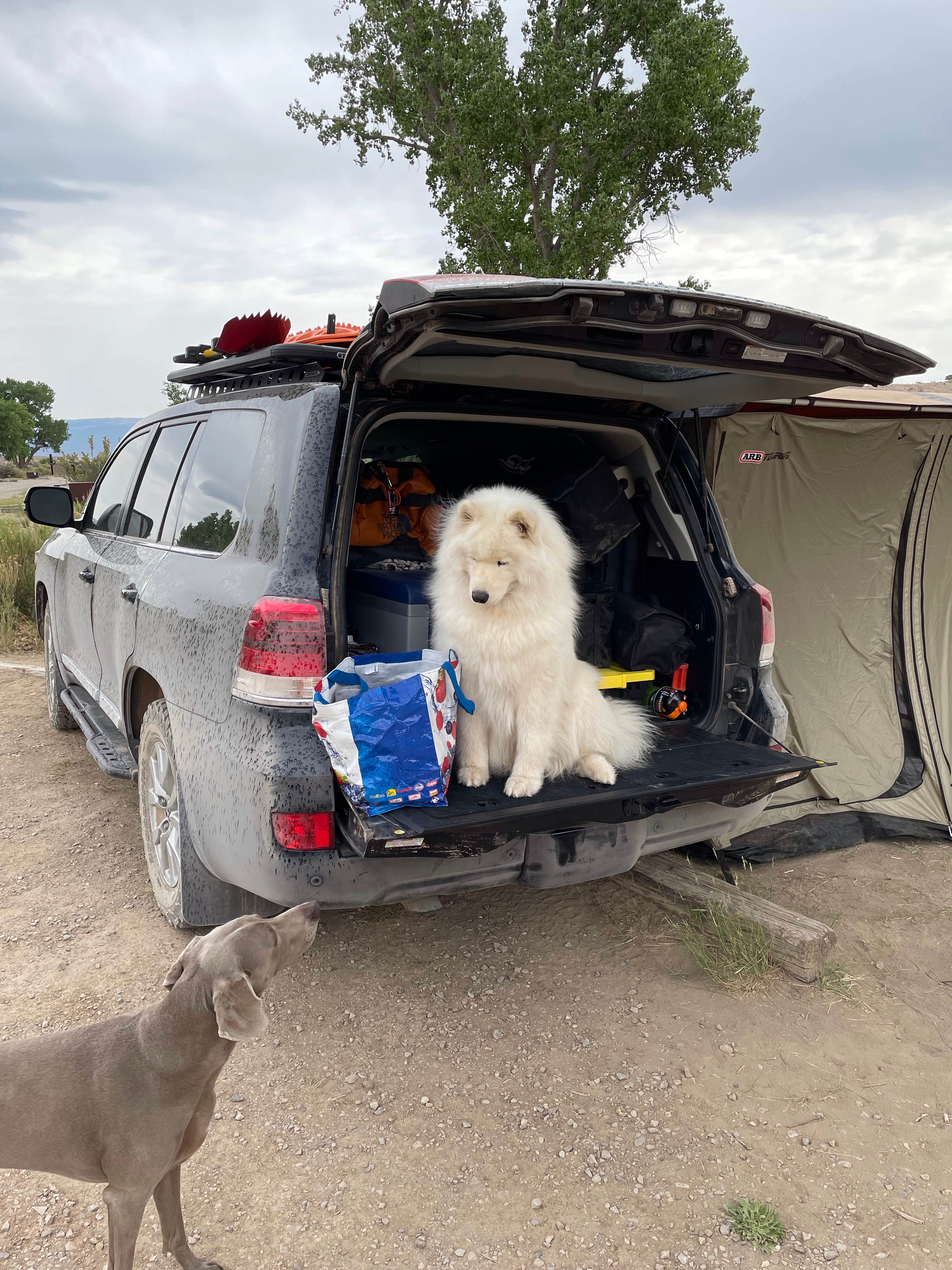 Bryan P.'s photo of camping with pets at Gates Of Lodore Campground — Dinosaur National Monument near Dinosaur National Monument