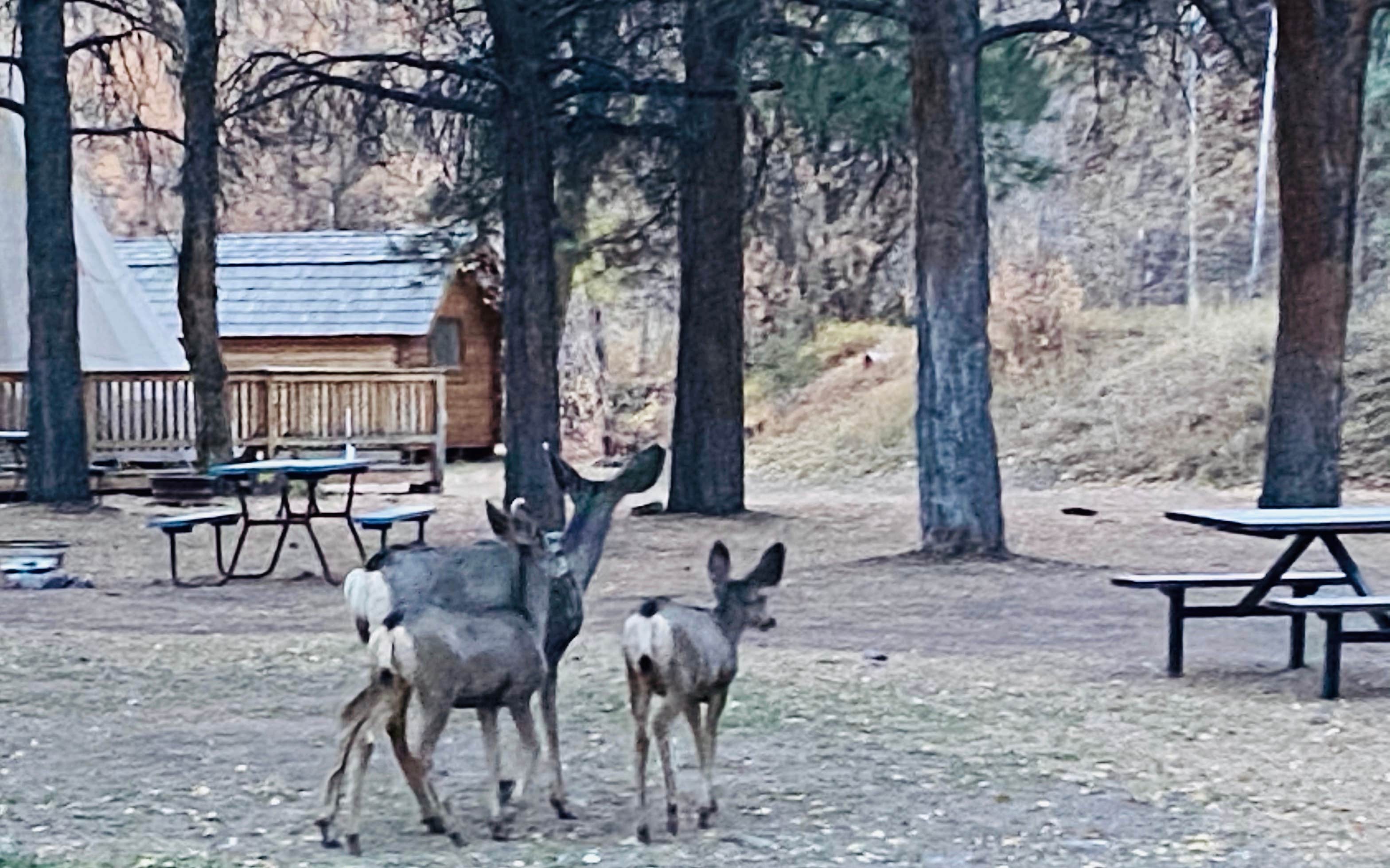Tammy M.'s photo of a cabin at Ouray KOA near Lazear, CO
