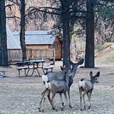 Review photo of Ouray KOA by Tammy M., June 26, 2021