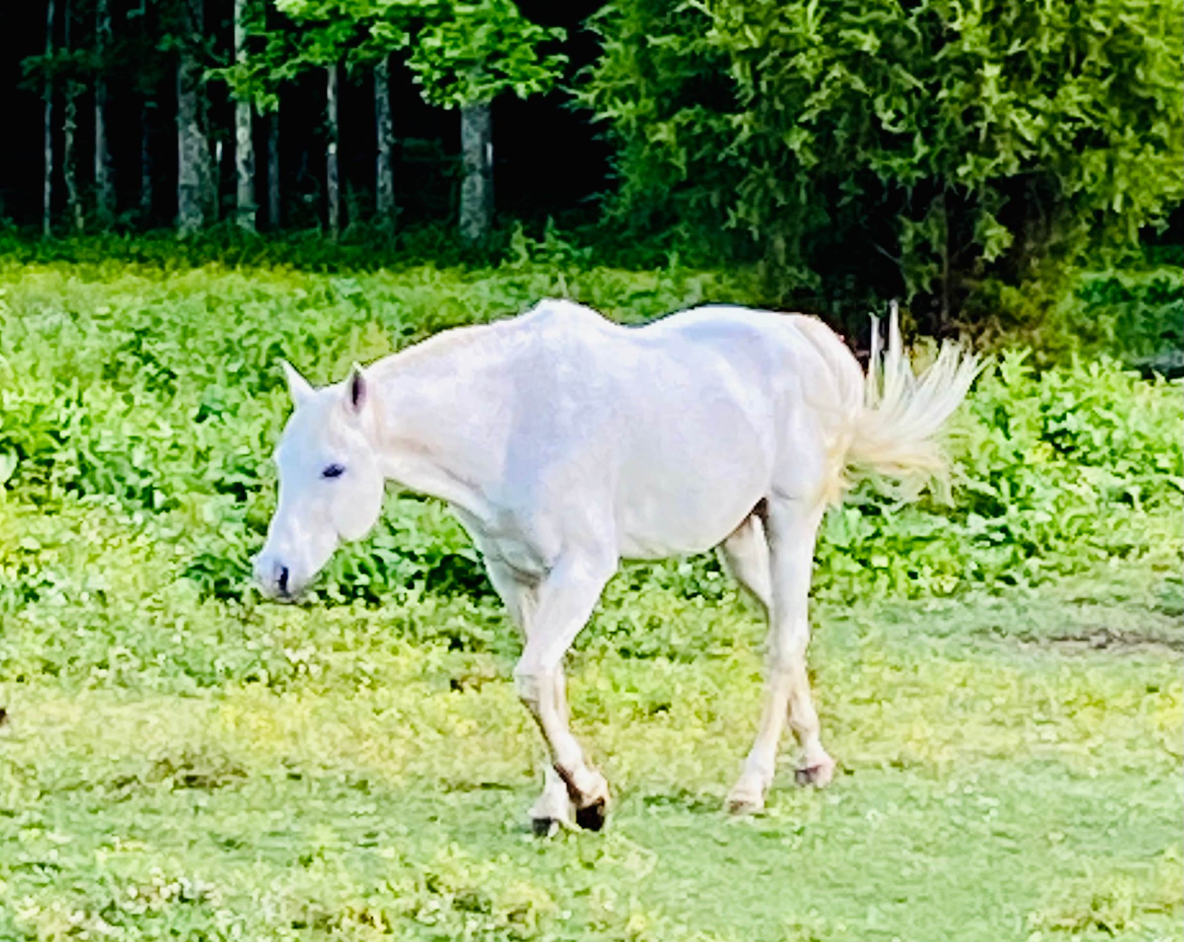 Tammy M.'s photo of camping with a horse at Chickasaw State Park Campground in Tennessee