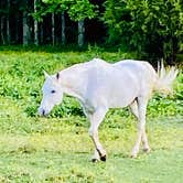 Review photo of Chickasaw State Park Campground by Tammy M., June 26, 2021