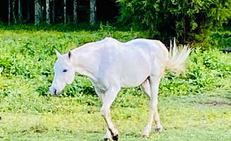 Tammy M.'s photo of camping with a horse at Chickasaw State Park Campground in Tennessee