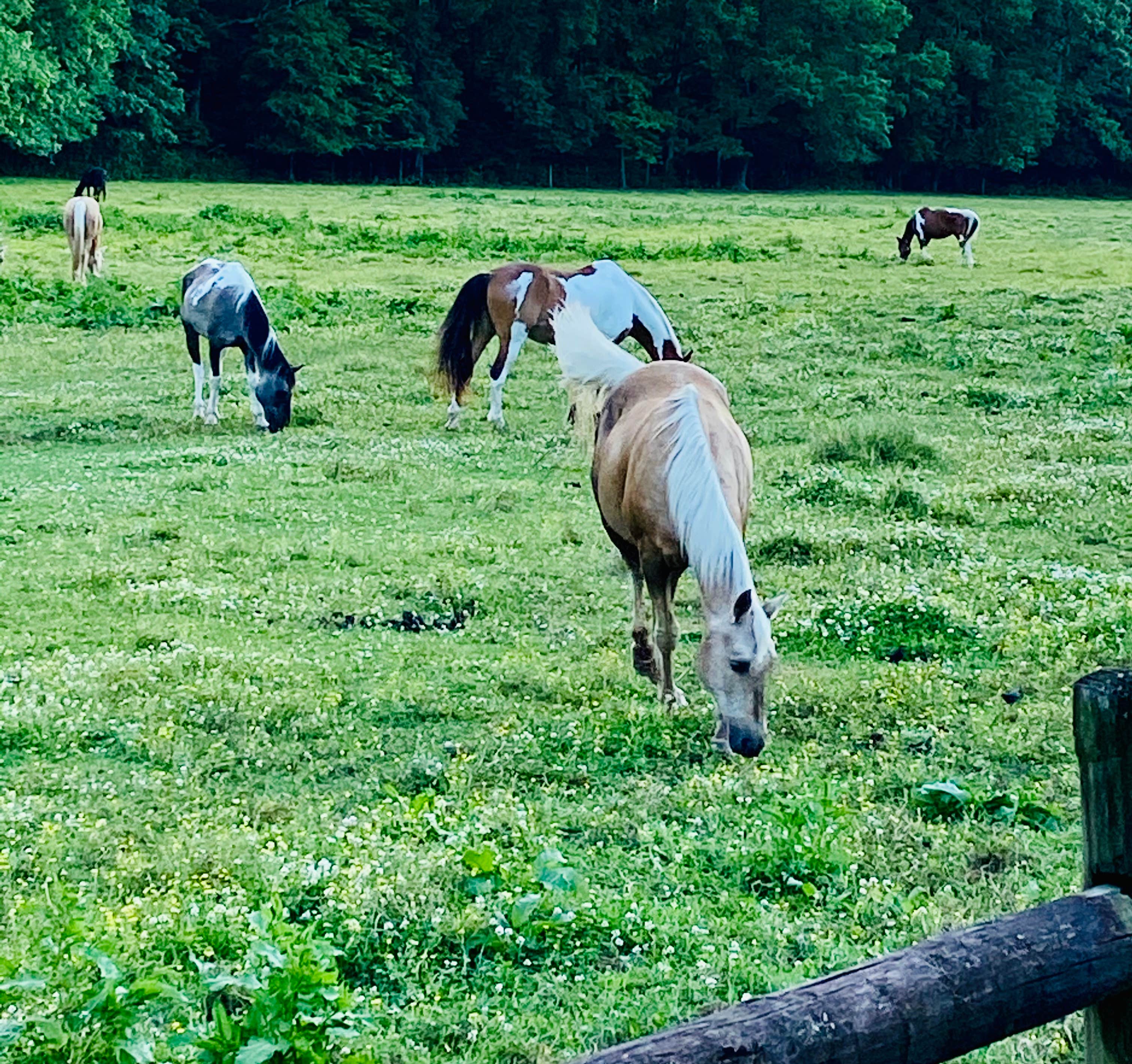 Tammy M.'s photo of camping with a horse at Chickasaw State Park Campground in Tennessee
