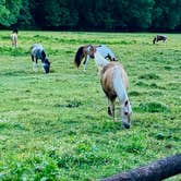 Review photo of Chickasaw State Park Campground by Tammy M., June 26, 2021