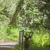 Review photo of Samuel P. Taylor State Park Campground by Christopher L., June 26, 2021