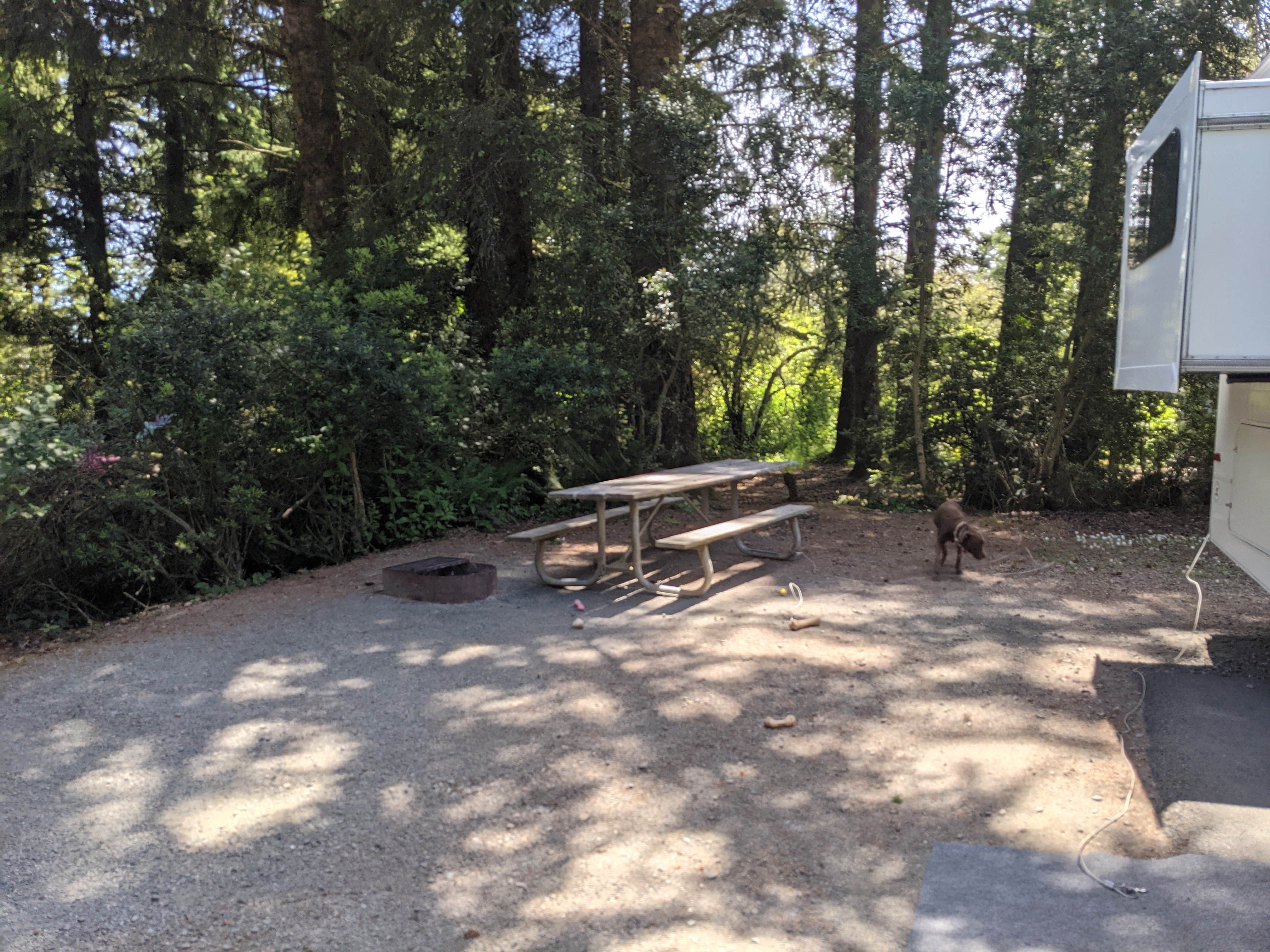 Laura M.'s photo of camping with pets at Harris Beach State Park Campground near Smith River, CA