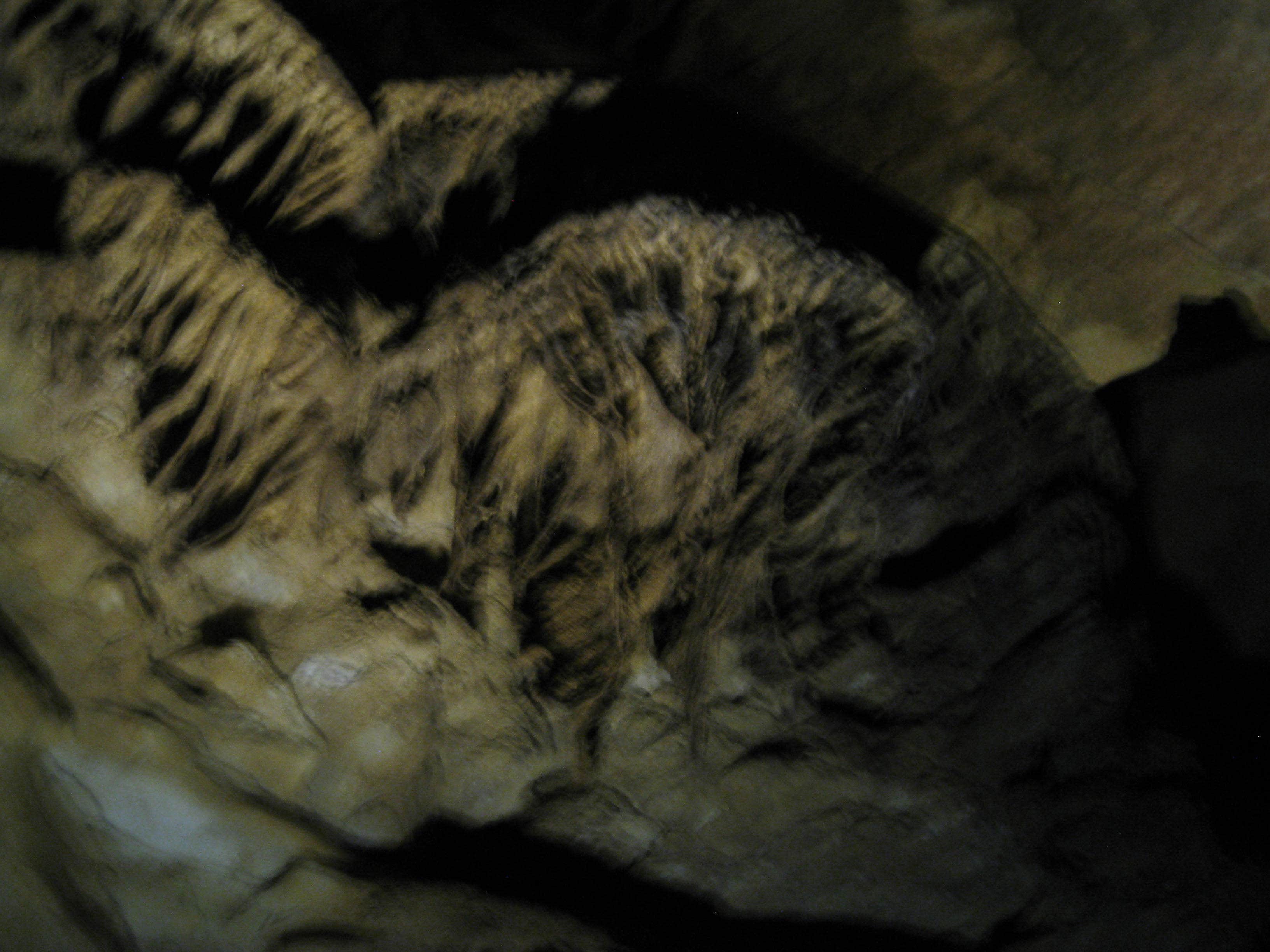 Megan B.'s photo of camping with pets at Mammoth Cave Campground — Mammoth Cave National Park near Mammoth Cave National Park