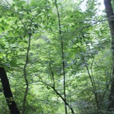 Review photo of Kanawha State Forest by Andrea R., June 13, 2021