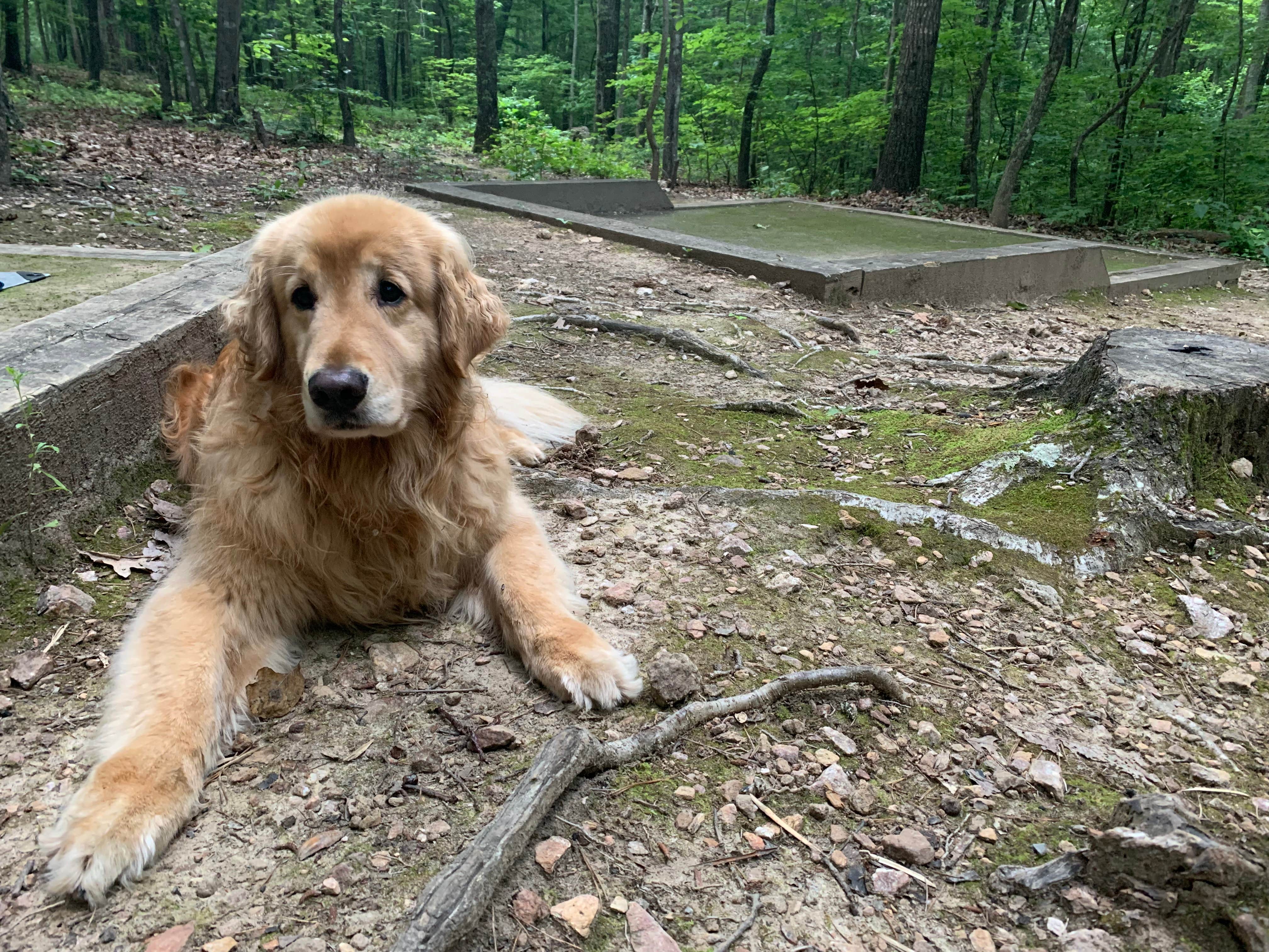 Todd S.'s photo of camping with pets at Crowders Mountain State Park Campground near Boiling Springs, NC