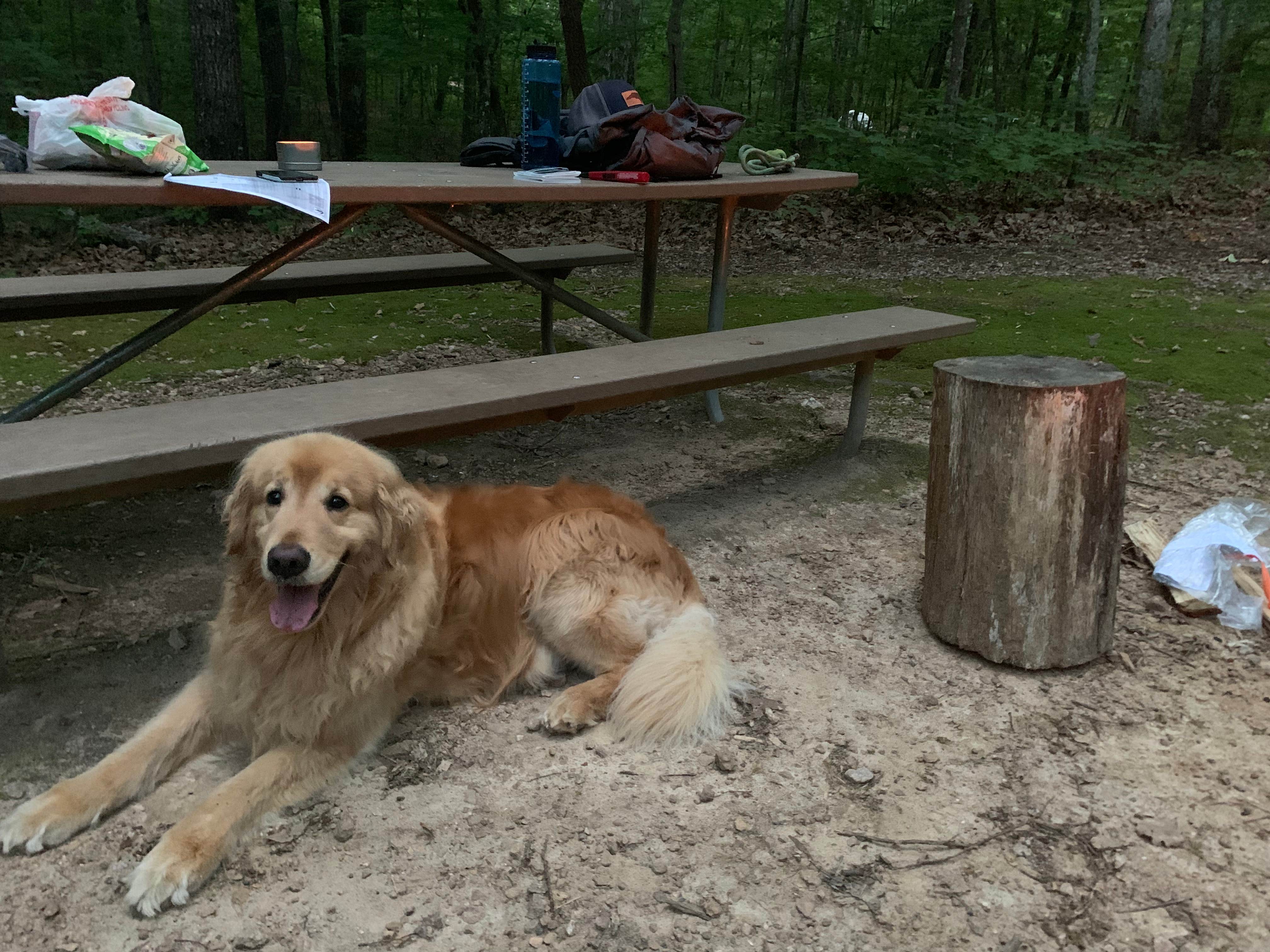 Todd S.'s photo of camping with pets at Crowders Mountain State Park Campground near Gastonia, NC