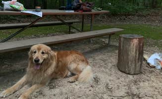 Todd S.'s photo of camping with pets at Crowders Mountain State Park Campground near Charlotte, NC